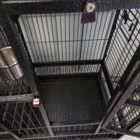 Perruche a collier mâle #7