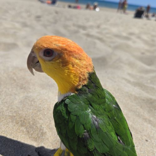 Caïque eam bien dressé au rappel et à l extérieur #2