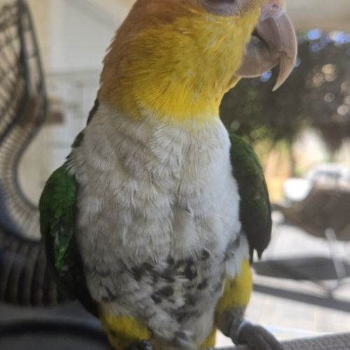 Caïque eam bien dressé au rappel et à l extérieur