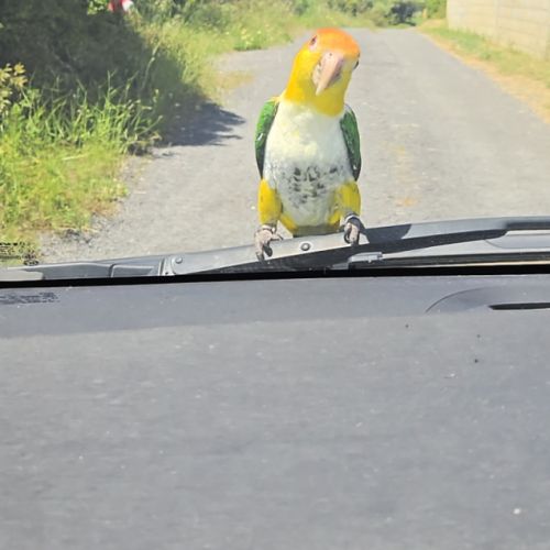 Caïque eam bien dressé au rappel et à l extérieur #5