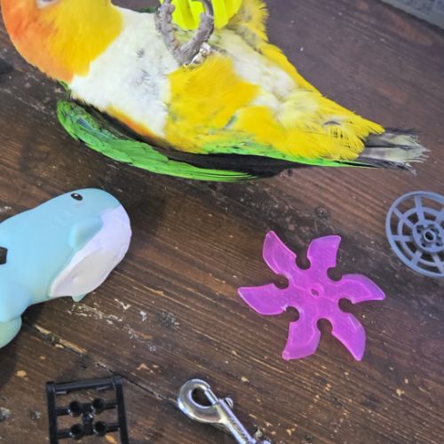 Caïque eam bien dressé au rappel et à l extérieur #6