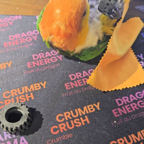 Caïque eam bien dressé au rappel et à l extérieur #7