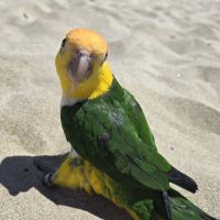 Caïque eam bien dressé au rappel et à l extérieur #1