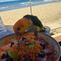 Caïque eam bien dressé au rappel et à l extérieur #3