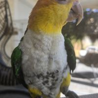 Caïque eam bien dressé au rappel et à l extérieur #0