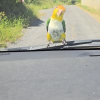 Caïque eam bien dressé au rappel et à l extérieur #5