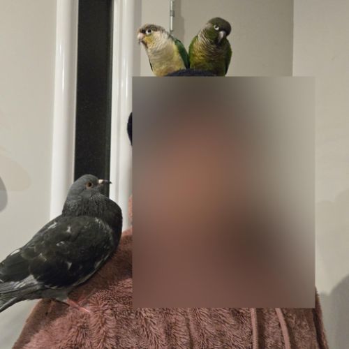 Conure eam pyrrhura molinea #1