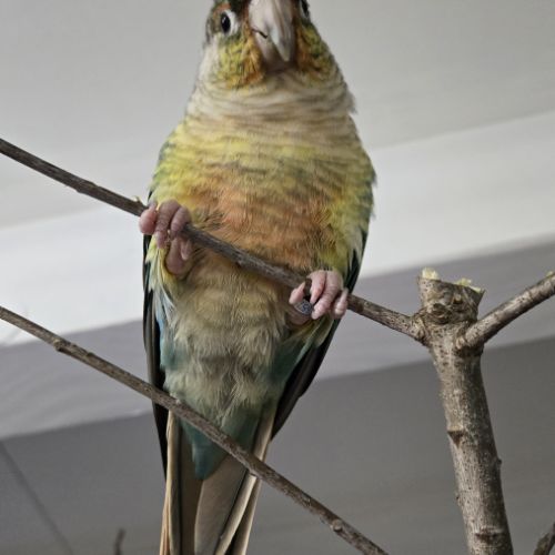 Conure eam pyrrhura molinea