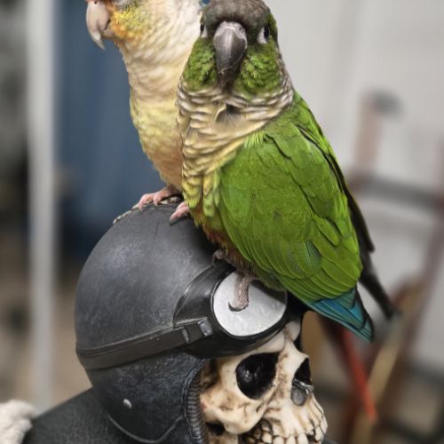 Conure eam pyrrhura molinea #3