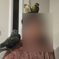 Conure eam pyrrhura molinea #1