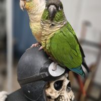 Conure eam pyrrhura molinea #3