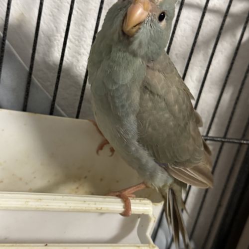 Kakariki  perruche #1