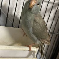 Kakariki  perruche #1