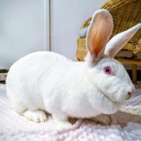 Lapin néo-zélandaise, 2 ans, stérilisé, vacciné, tatoué