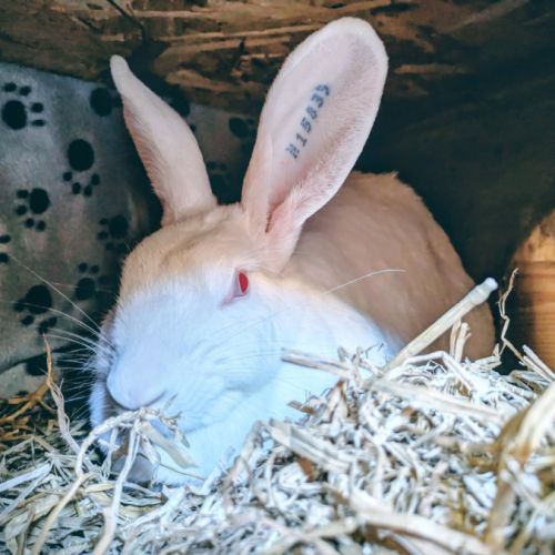 Néo-zélandaise, 2 ans, stérilisé, vacciné,tatoué #0