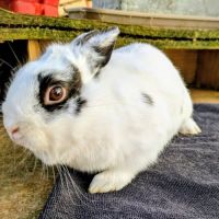 Lapin nain, 14 mois, stérilisé, vacciné