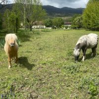 Lot deux poneys #1