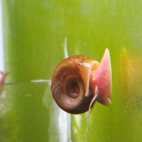 Lot de 150 escargot planorbe,physe,melanoide #1