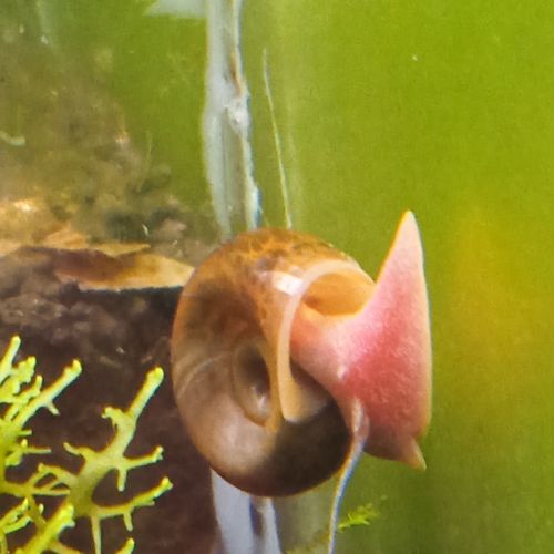 Lot de 150 escargot planorbe,physe,melanoide #4