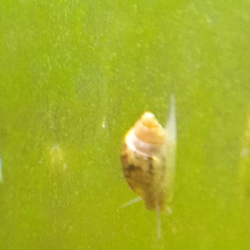 Lot de 150 escargot planorbe,physe,melanoide #5