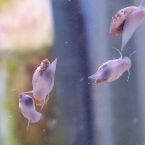 Lot de 150 escargot planorbe,physe,melanoide #8