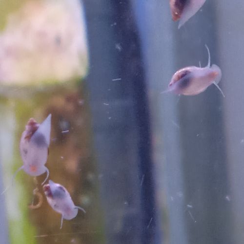 Lot de 150 escargot planorbe,physe,melanoide #10