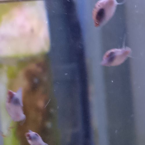 Lot de 150 escargot planorbe,physe,melanoide #11