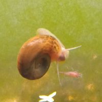 Lot de 150 escargot planorbe,physe,melanoide #2