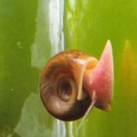 Lot de 150 escargot planorbe,physe,melanoide #3
