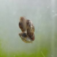 Lot de 150 escargot planorbe,physe,melanoide #0