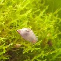 Lot de 150 escargot planorbe,physe,melanoide #7