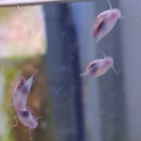 Lot de 150 escargot planorbe,physe,melanoide #9