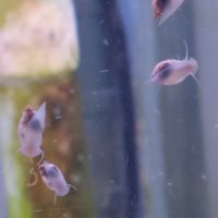 Lot de 150 escargot planorbe,physe,melanoide #10