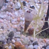 Lot de 150 escargot planorbe,physe,melanoide #12