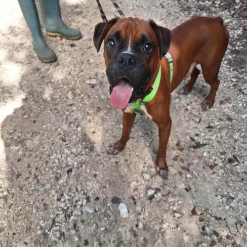 Rouky, le beau boxer créole #1