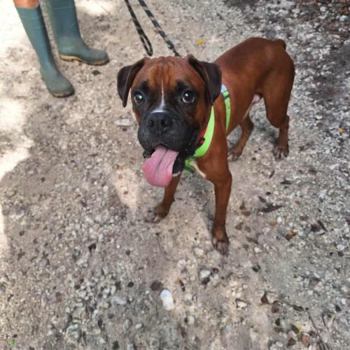 Rouky, le beau boxer créole #3