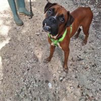 Rouky, le beau boxer créole #2