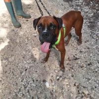 Rouky, le beau boxer créole #3