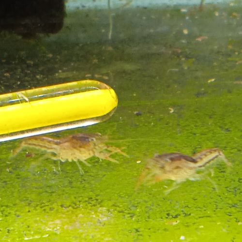 Lot de 6 ecrevisse  naine cambarellus texanus #1