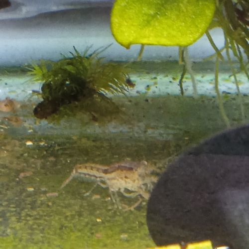 Lot de 6 ecrevisse  naine cambarellus texanus #2