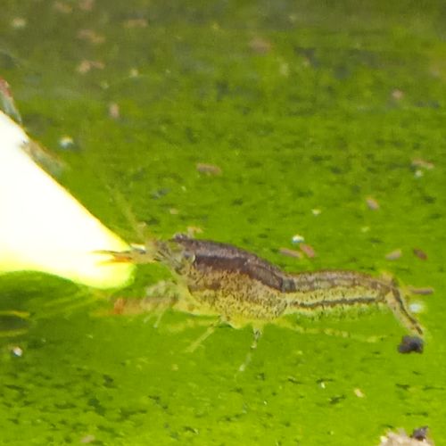 Lot de 6 ecrevisse  naine cambarellus texanus #3