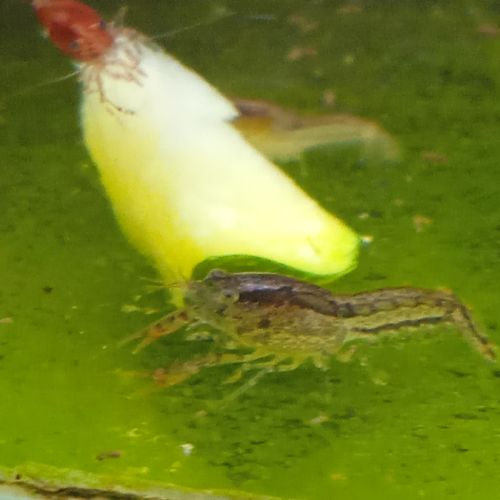 Lot de 6 ecrevisse  naine cambarellus texanus #4