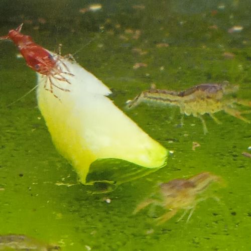 Lot de 6 ecrevisse  naine cambarellus texanus #5