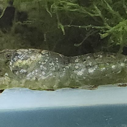 Lot de 6 ecrevisse  naine cambarellus texanus