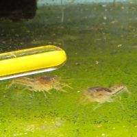 Lot de 6 ecrevisse  naine cambarellus texanus #1