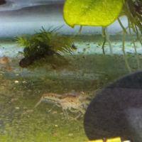 Lot de 6 ecrevisse  naine cambarellus texanus #2