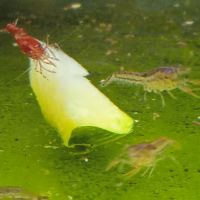 Lot de 6 ecrevisse  naine cambarellus texanus #5