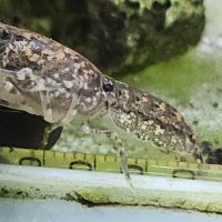 Lot de 6 ecrevisse  naine cambarellus texanus #6