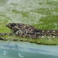 Lot de 6 ecrevisse  naine cambarellus texanus #7