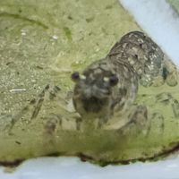 Lot de 6 ecrevisse  naine cambarellus texanus #8